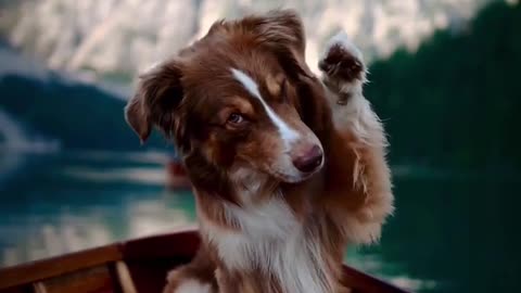 Cute dog enjoying boating 🚢 #dogs