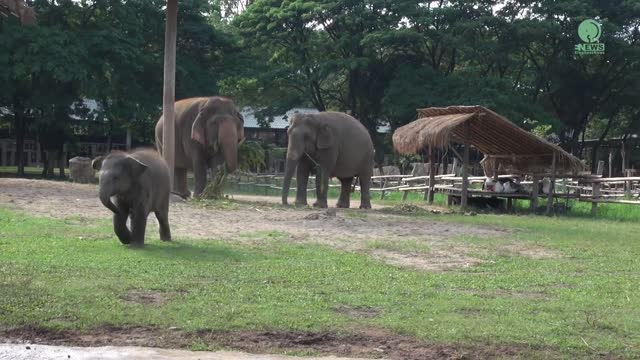 Baby Elephant playing funny