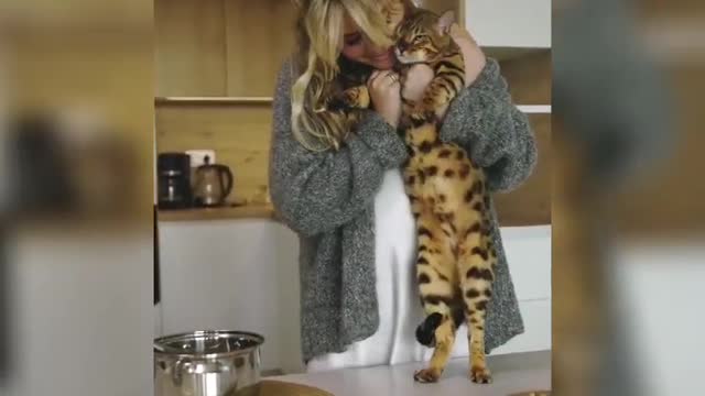 #animals #cats #funny Funny And Cute Cat Videos 2021 😻| Mr.Comali Man
