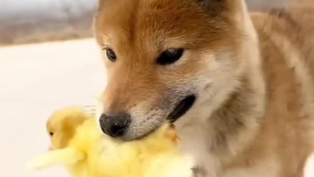 Cute Dog playing with Duck