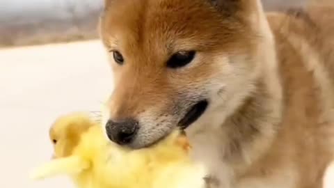 Cute Dog playing with Duck