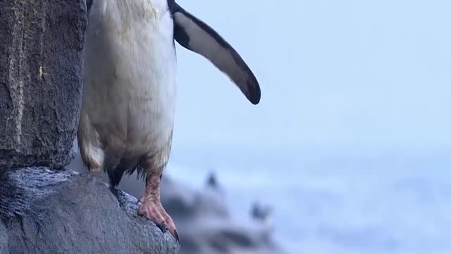 Young rock hopper Penguin`s first swim chased by predators