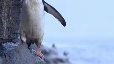 Young rock hopper Penguin`s first swim chased by predators