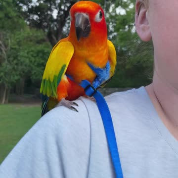 Parrot has loud conversation with mom
