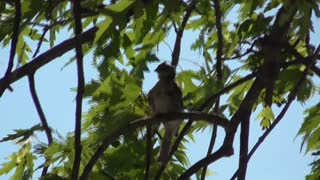 190 Toussaint Wildlife - Oak Harbor Ohio - Ruby Crowed Kinglet