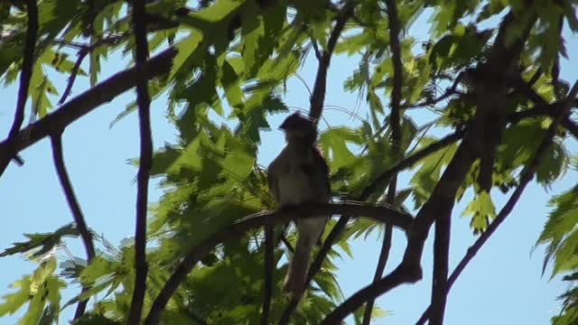 190 Toussaint Wildlife - Oak Harbor Ohio - Ruby Crowed Kinglet