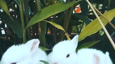 See,Beautiful rabbits🐇 with plants 🌱it really is wonderful