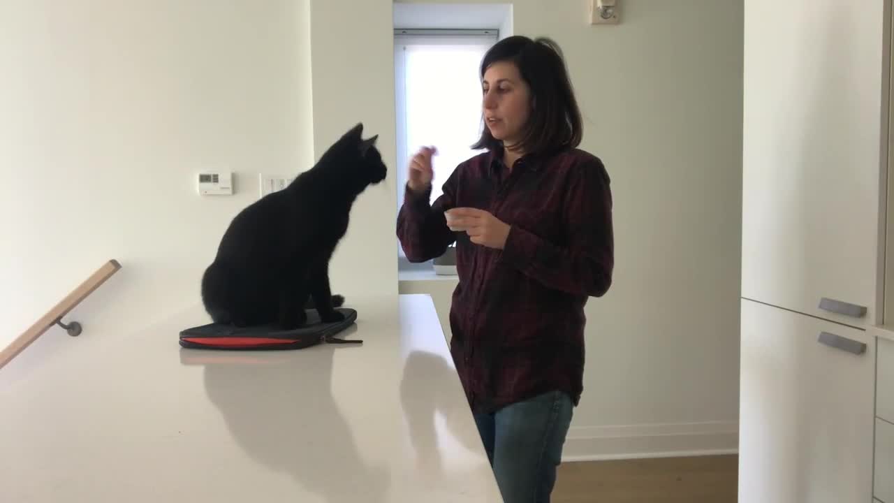 Teach Your Cat To Wave