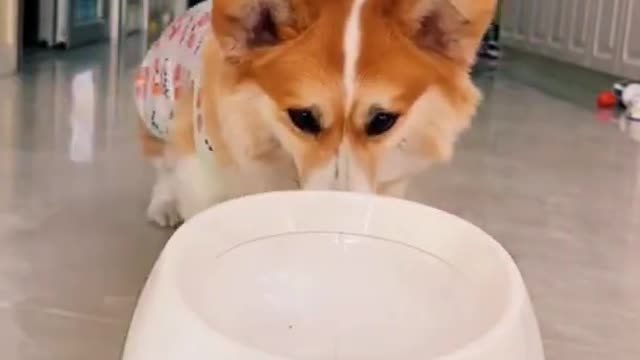 Baby Dogs - Cute and Funny Dog Videos Compilation # 3 | Aww Animals