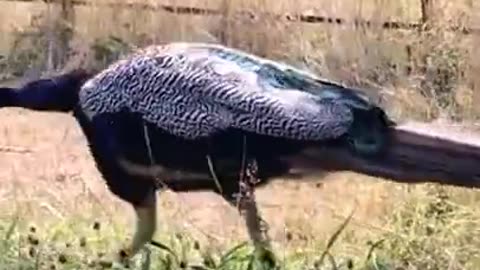Peacock short video