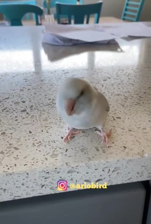 Bird that wiggles.