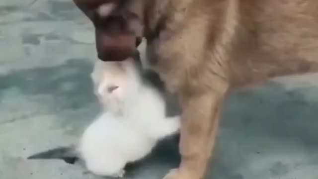 Funny REACTION #24 - Cute KITTEN loves her new friend