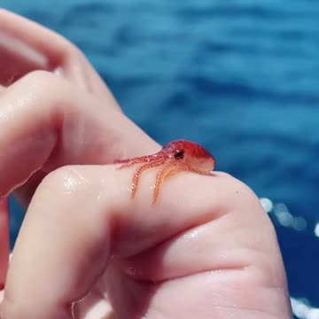 Look tlat this baby octopus.