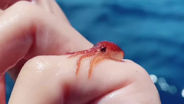 Look tlat this baby octopus.