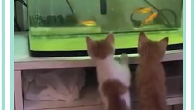 Cute and Funny smart Cat Videos 2021 Compilation # 5