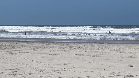 Loyal Dog Waits For Surfing Owner