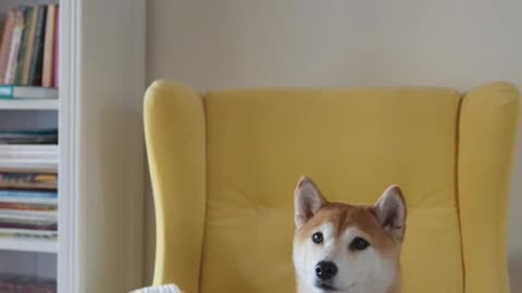 A Dog Seated On A Yellow Chair