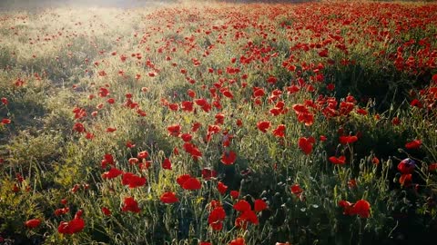 A beautiful natural flower garden.