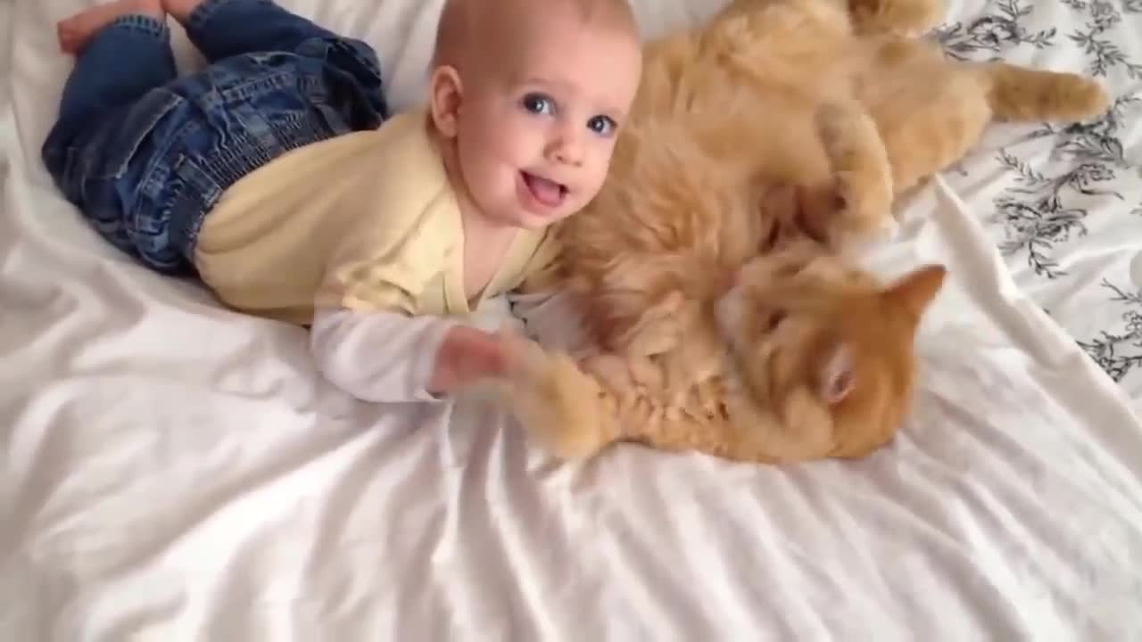 Watch These Funny Baby and Cats Meets for the First Time