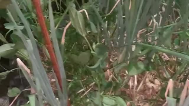 Chives are looking great