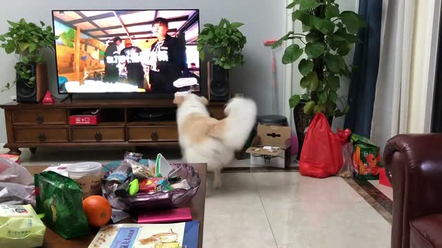 Yorkie being silly after bath