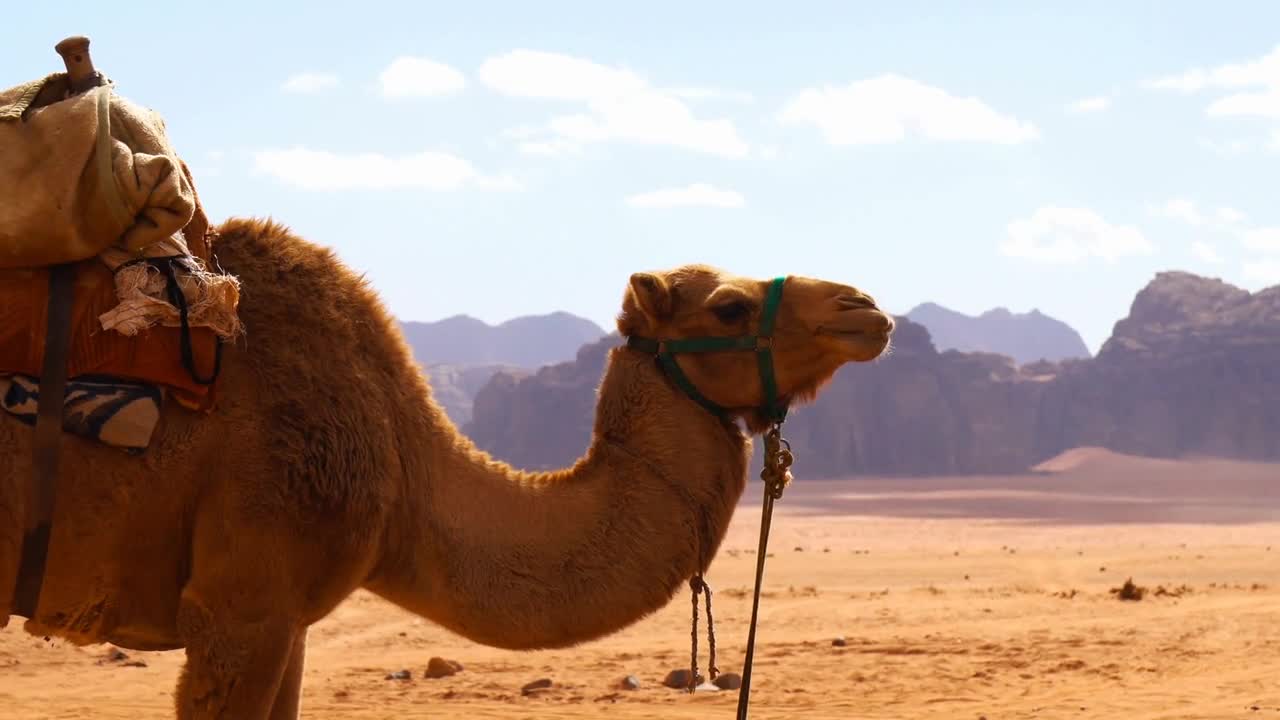 Camel in the Desert, Wadi Rum, Jordan