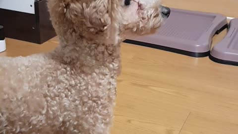 A cute poodle wants to play with its owner.