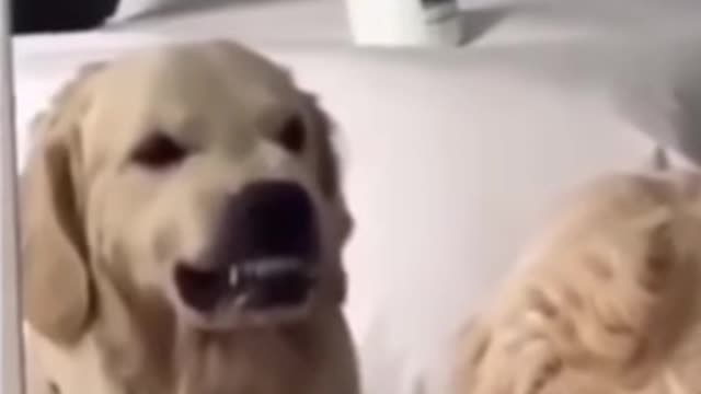 nervous dog ، funny dog