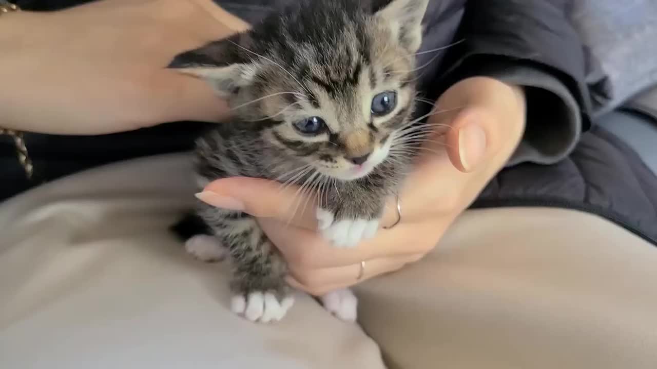 A tiny baby cat