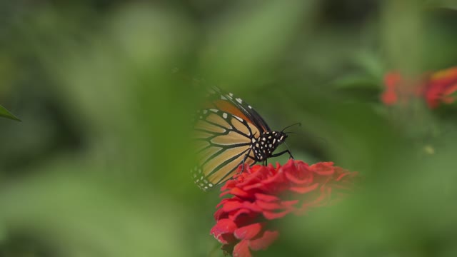 How to Enjoy nature during the pandemic
