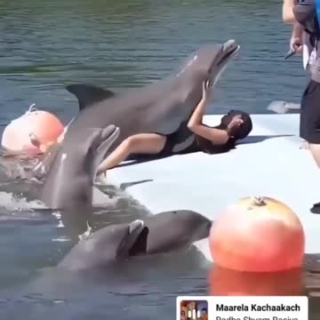See how the dolphins and the girl themselves are having fun in the Sumin pool