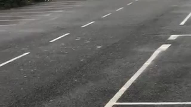 Goats Enjoy Stroll to Shops