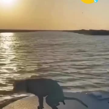 let's laugh with these funny animals, vamos rir com esses animais engraçados