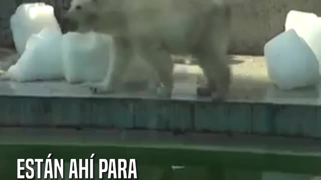 Así tiene que soportar un oso polar un calor insoportable en un zoo de Budapest