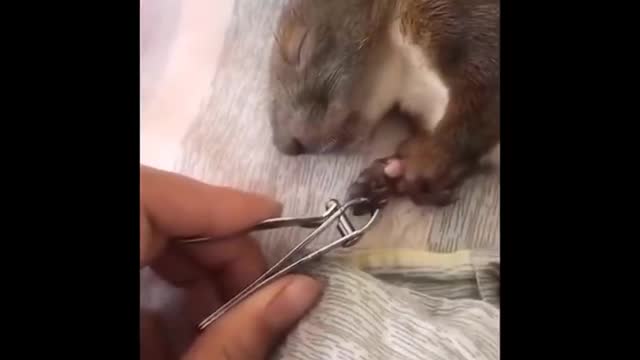 Funny animals compilation
