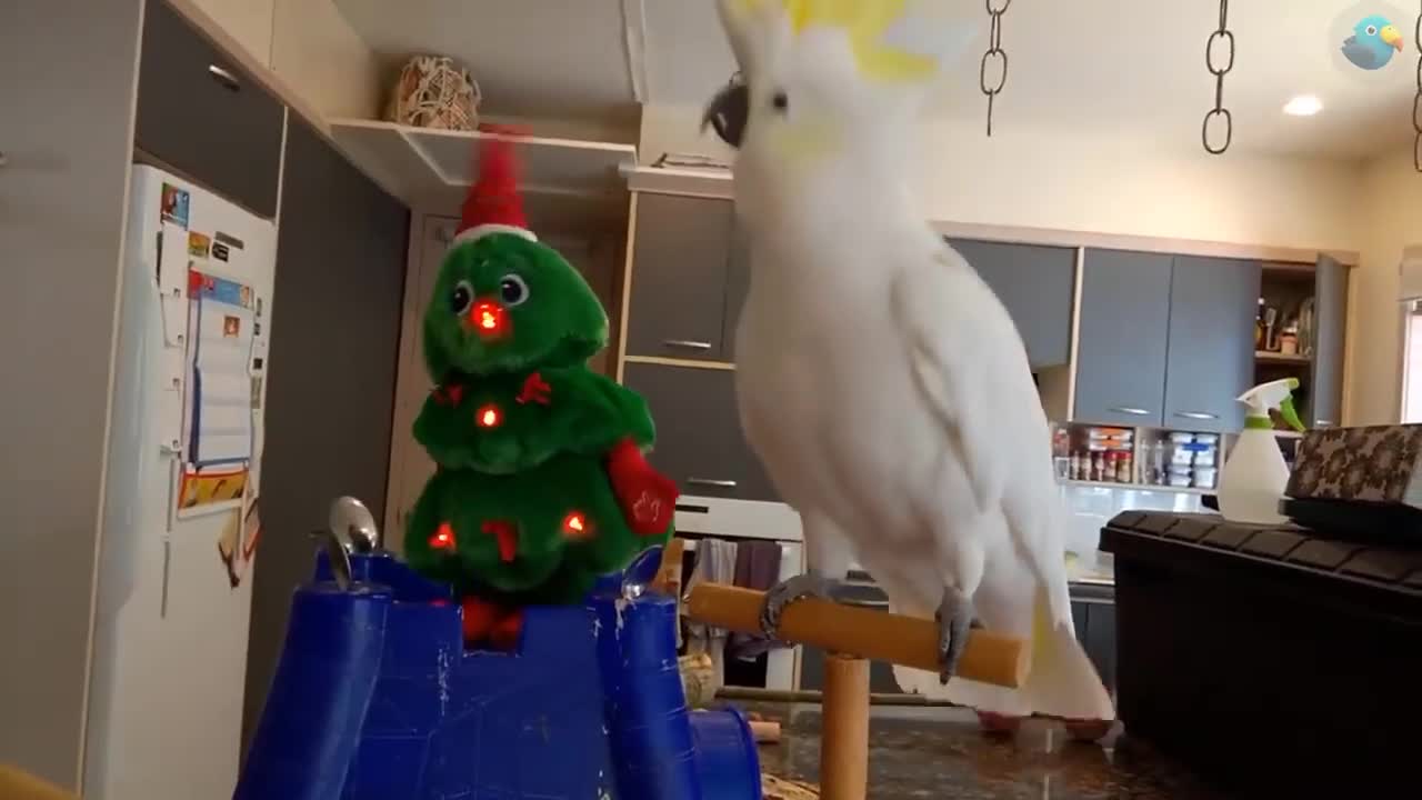 Funny Parrots #2
