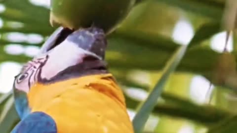 Nature🦜🌴🍈🥥