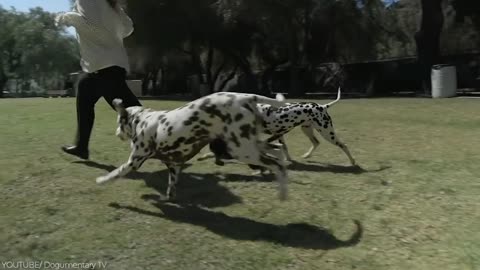 14 Most Aggressive and dangerious Guard Dogs in the World