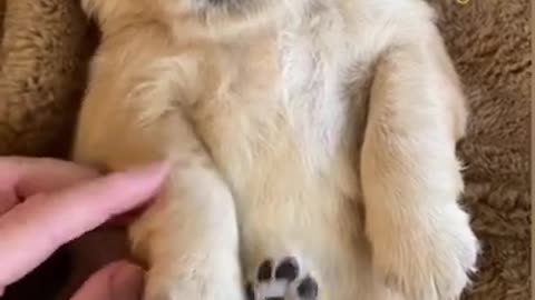 Golden Retriever Puppy Sleeping Peacefully