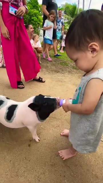 funny all animals #children #piggy #travel #funny (