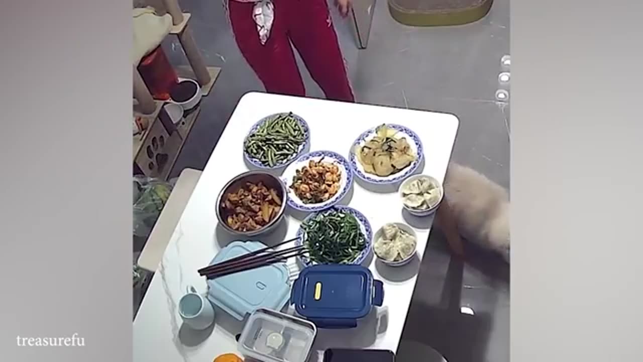 Funny Animal