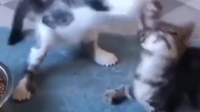 adorable kitten playing