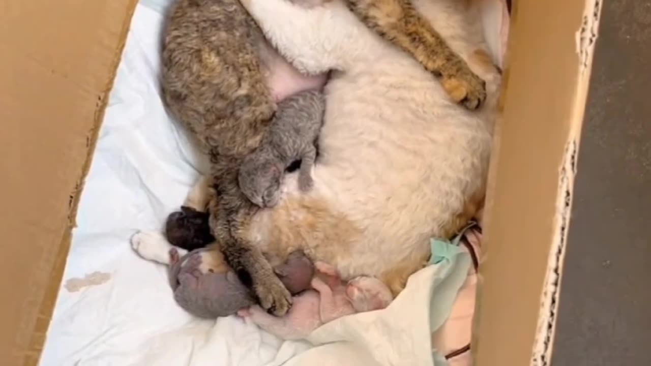 Adorable cat family