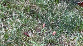 Chipmunk gathers nuts