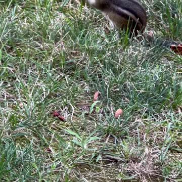 Chipmunk gathers nuts