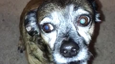 Ugly brown dog glowing eyes growls weirdly on carpet