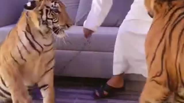 Dubai king sheikh nawab with white tiger white lion