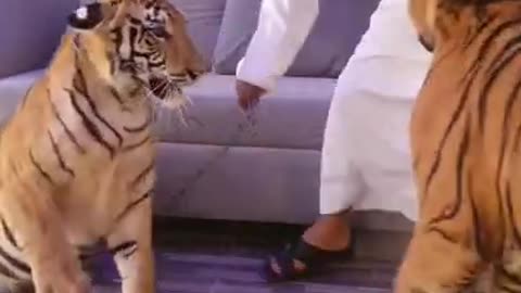 Dubai king sheikh nawab with white tiger white lion