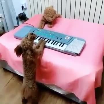 The dog sings a beautiful voice