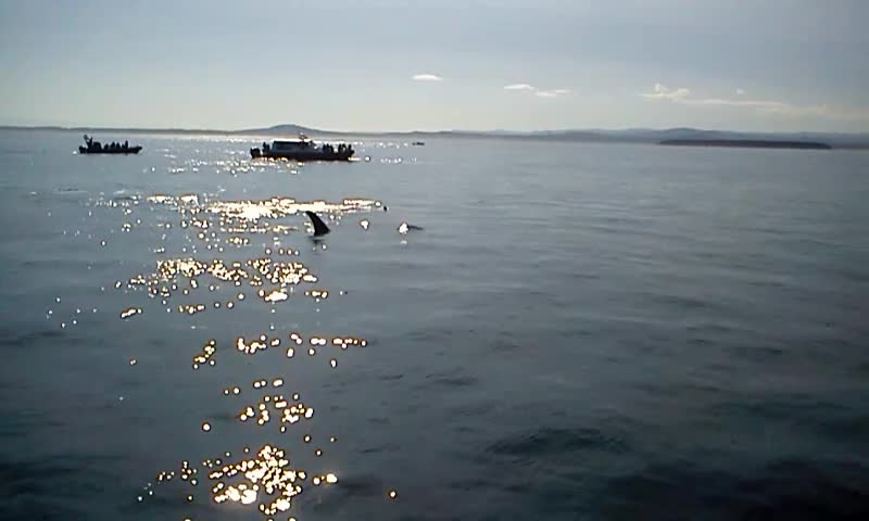 Killer Whales pass by boat